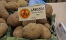 Ziemniaki \'Laskara\'