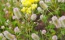 Koniczyna polna - Trifolium arvense