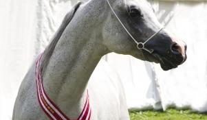 Wystawowy koń arabski