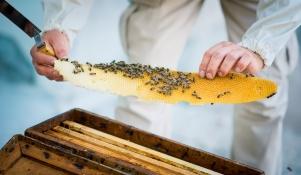 Hodowla pszczół - prace przy ulu