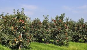 Sad jabłoniowy