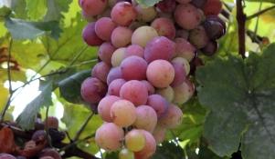 Objawy mączniaka prawdziwego winorośli