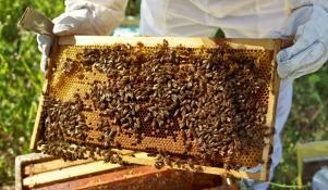 Hodowla pszczół - kontrola ula