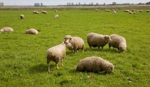 Owce rasy merynos polski