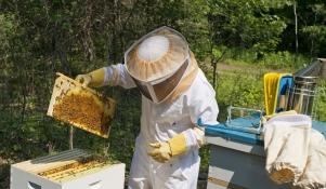 Hodowla pszczół 