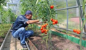 Przycinanie pomidorów