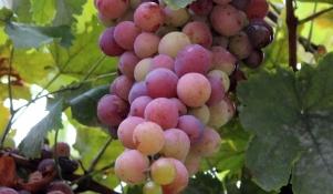 Mączniak prawdziwy na liściach winorośl