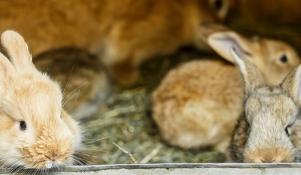 Żywienie młodych królików 