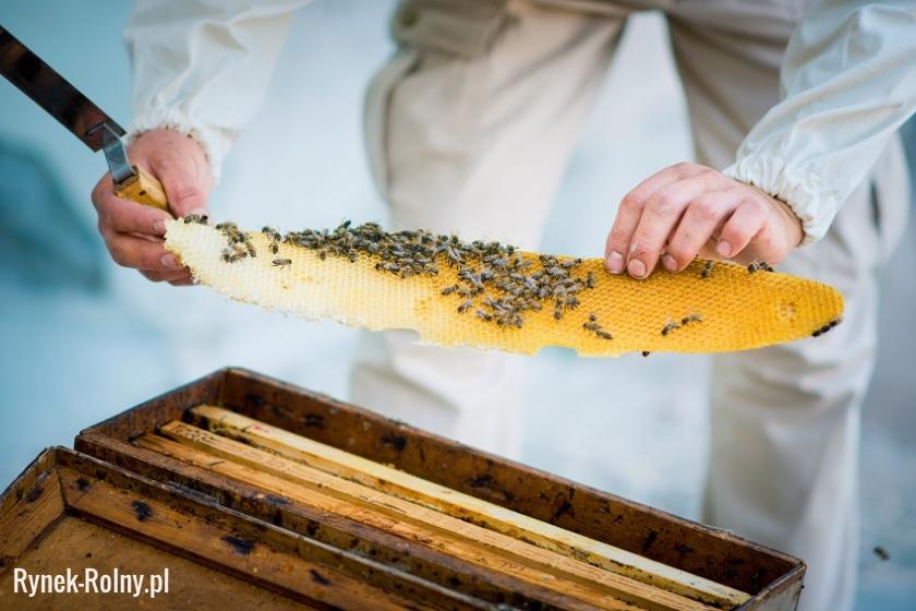 Hodowla pszczół - prace przy ulu