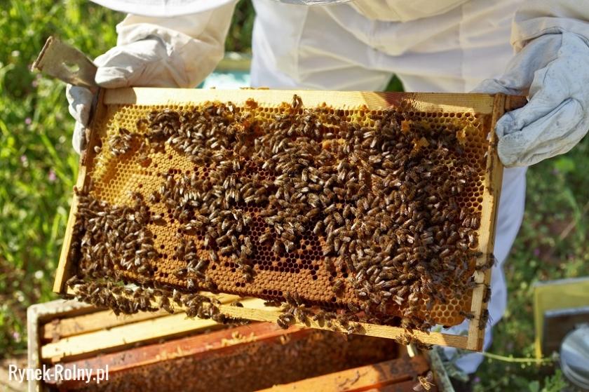 Hodowla pszczół - kontrola ula
