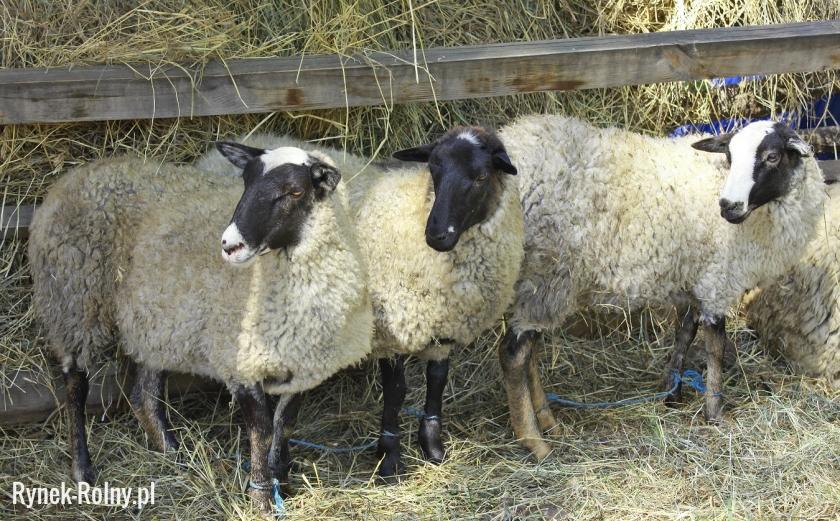 Owce romanowskie