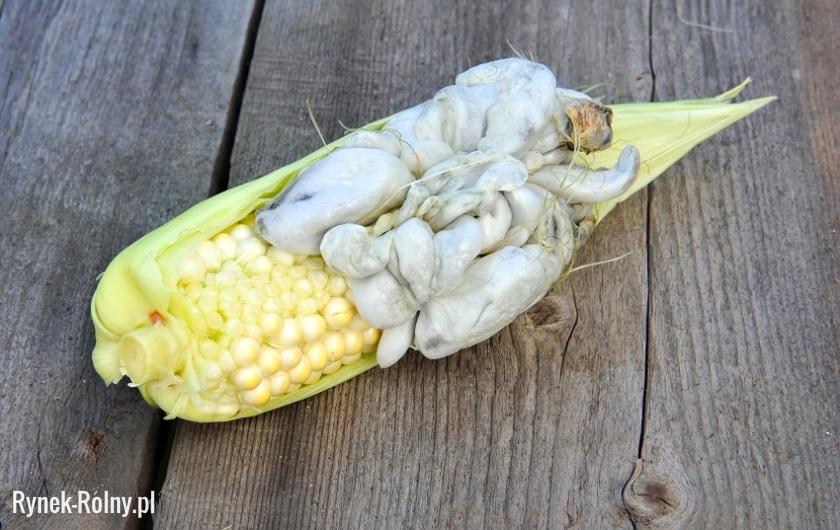Głownia kukurydzy 