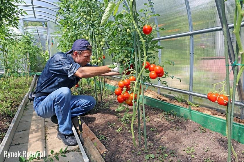 Przycinanie pomidorów