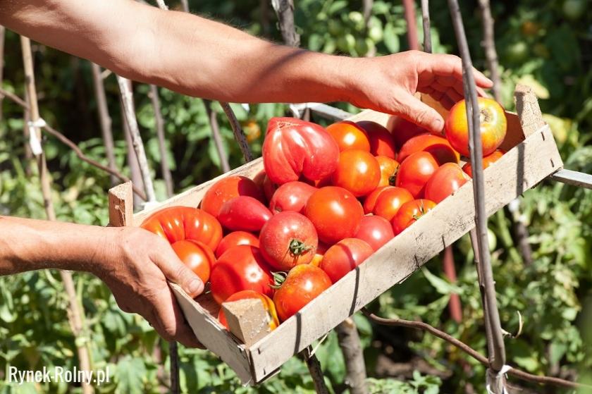 Zbiór pomidorów gruntowych