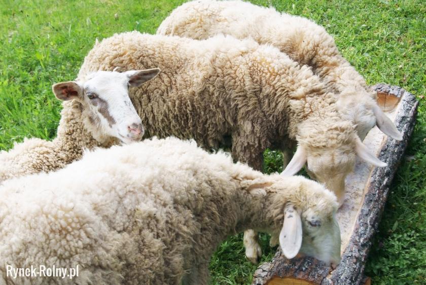 Karmienie owiec