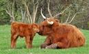 Krowy szkockie są troskliwe