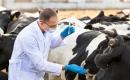 Weterynarz badający stan zdrowia krowy