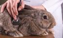 badanie królika