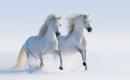 Konie andaluzyjskie w śniegu