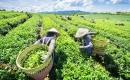 Plantacja herbaty w Wietnamie