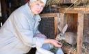 Karmienie królików sianem