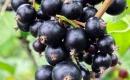 Owoce porzeczki czarnej