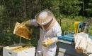 Hodowla pszczół 