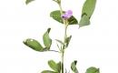 Kwiat lucerny mieszańcowej