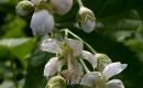 Kwiatostan ślazowca pensylwańskiego 

Źródło zdjęcia: Wikipedia, autor: Chrumps, licencja: C