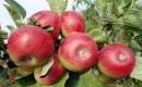 Jabłoń odmiany Delikates