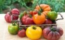 Kilka odmian pomidorów
