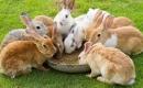 Żywienie królików 