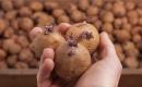 Ziemniaki - sadzeniaki