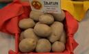 Ziemniaki odmiany Tajfun