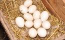 Gniazdo ze złożonymi jajami