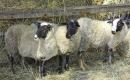 Owce romanowskie