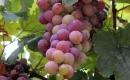 Mączniak prawdziwy na liściach winorośl