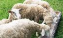 Karmienie owiec