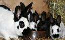 Olbrzym Srokacz - ciekawa rasa królików