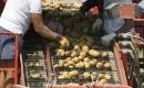 Sortowanie ziemniaków