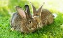 Para królików