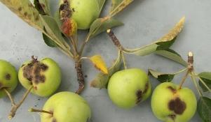 Parch jabłoni
