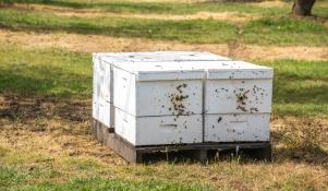 Skrzynki do transportu pszczół