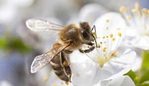 Pszczoła zapylająca czereśnię