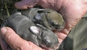 Młode króliki