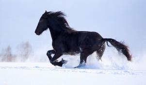 Koń fryzyjski w śniegu