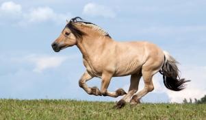 Koń fiordzki