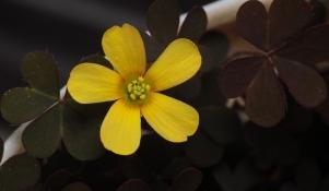 Szczawik żółty - forma o liściach purpurowo fioletowych
