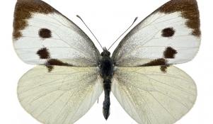 Bielinek kapustnik - dorosły owad
