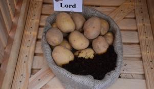 Ziemniaki Lord